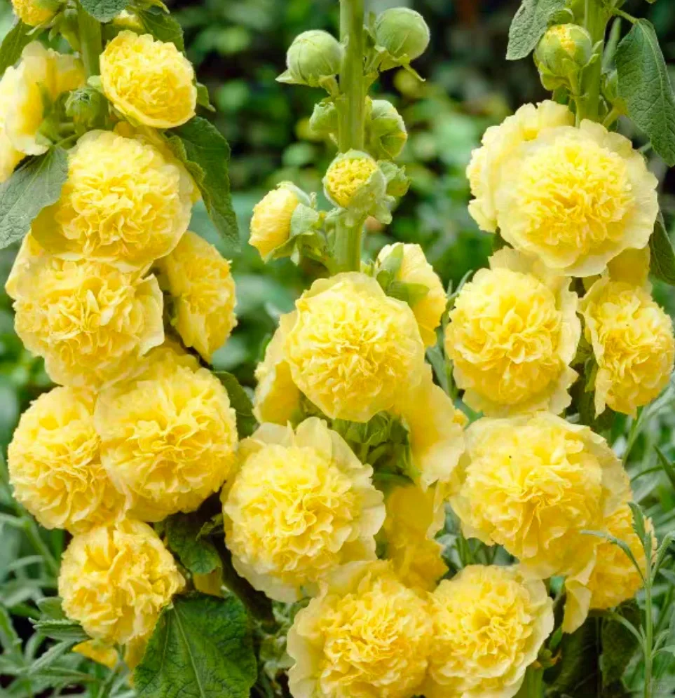 💐Double-flowered Hollyhock Seeds