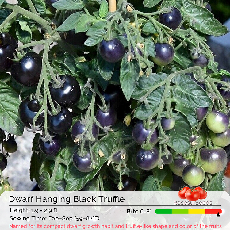 Dwarf Tomato Seeds - Hanging Black Truffle