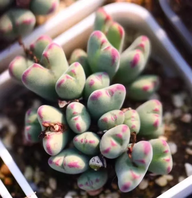 plant Aeonium Echeveria Haworthia  Caudex  Lithops Cactus  Agave 