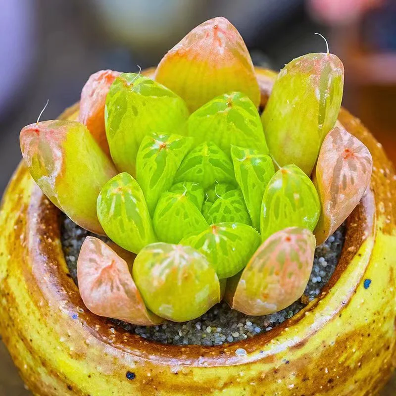 drc2.Haworthia blinkia IB06561  4cm/ Haworthia / Succulent plants / Garden landscape / Carefully select healthy plants