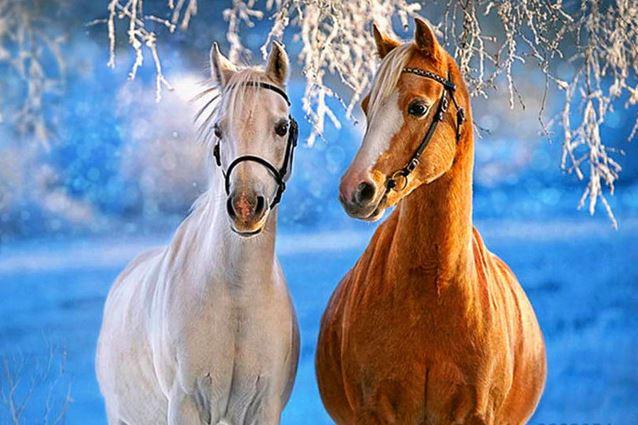 

White Yellow Horses – Paint By Numbers - 40*50CM, 501 Original