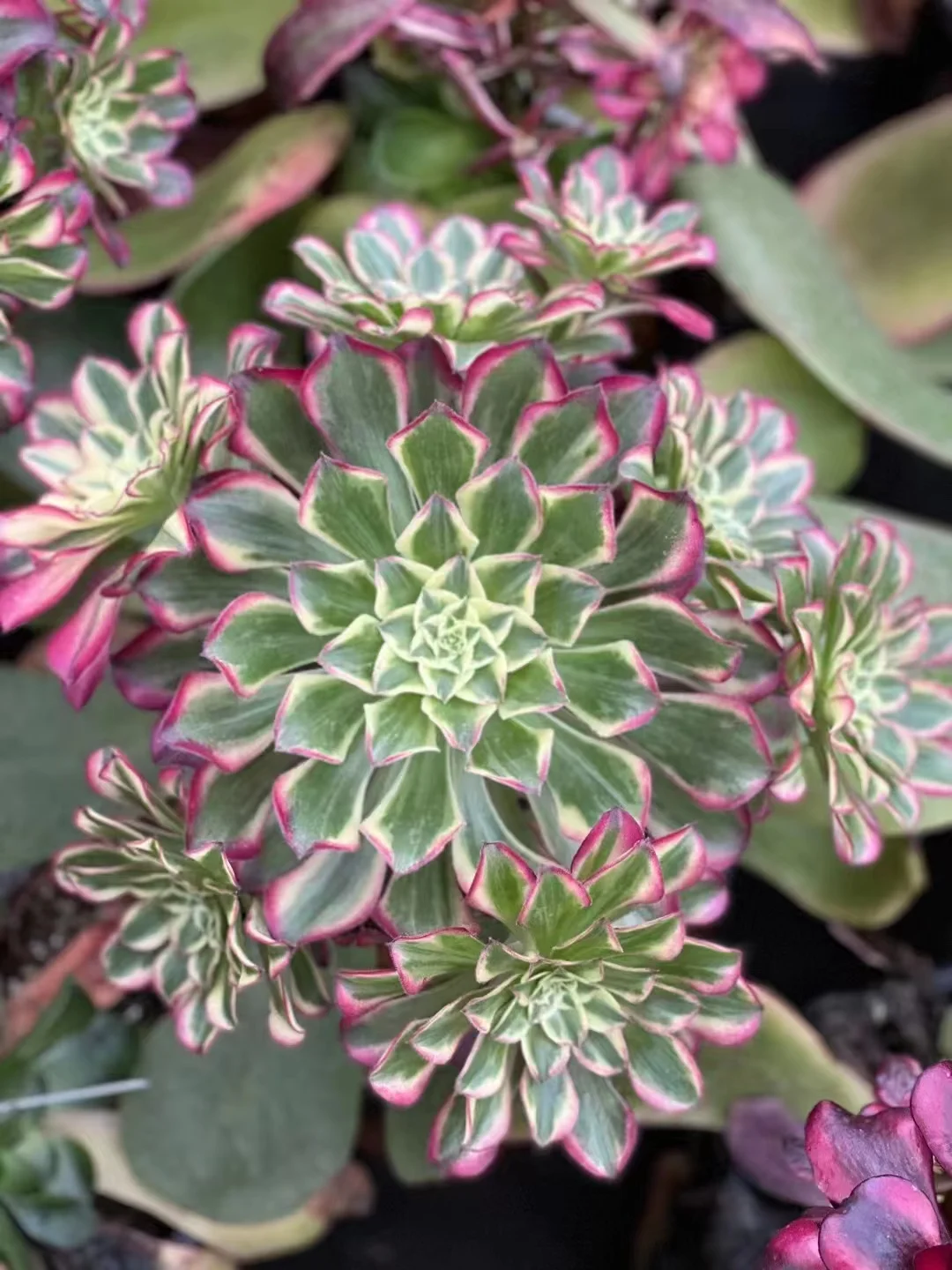 plant Aeonium Echeveria Haworthia  Caudex  Lithops Cactus  Agave 