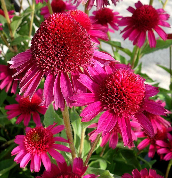 Echinacea 'Delicious Candy' (Coneflower) Jonyparkseed®