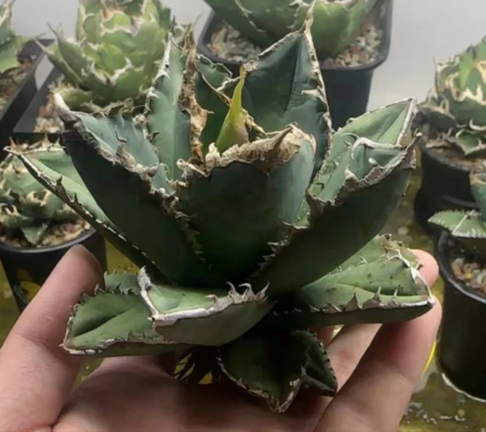 オズワートOZWRT Spirit of Agave titanota 5-7cm Agave Titanota Werewolf Succulent Plant home Garden