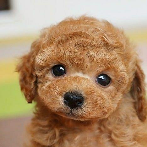 realistic puppy lucky