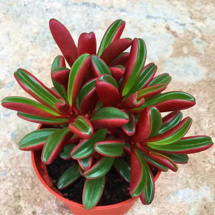 Rare Red-Backed Peperomia Succulent Seeds – A Unique and Air-Purifying Beauty