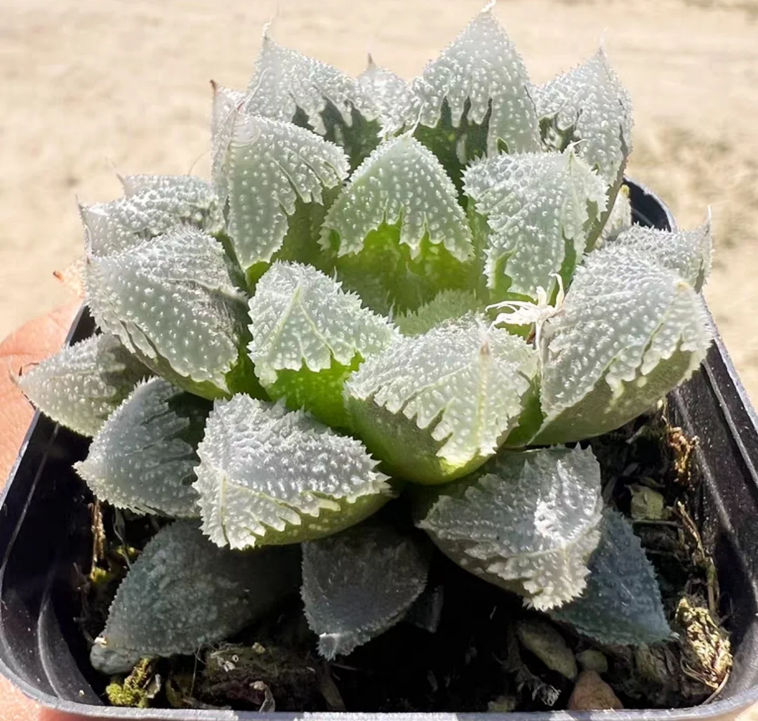 plant Aeonium Echeveria Haworthia  Caudex  Lithops Cactus  Agave 