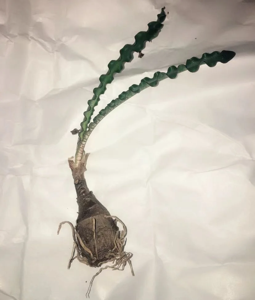 plant Aeonium Echeveria Haworthia  Caudex  Lithops Cactus  Agave 