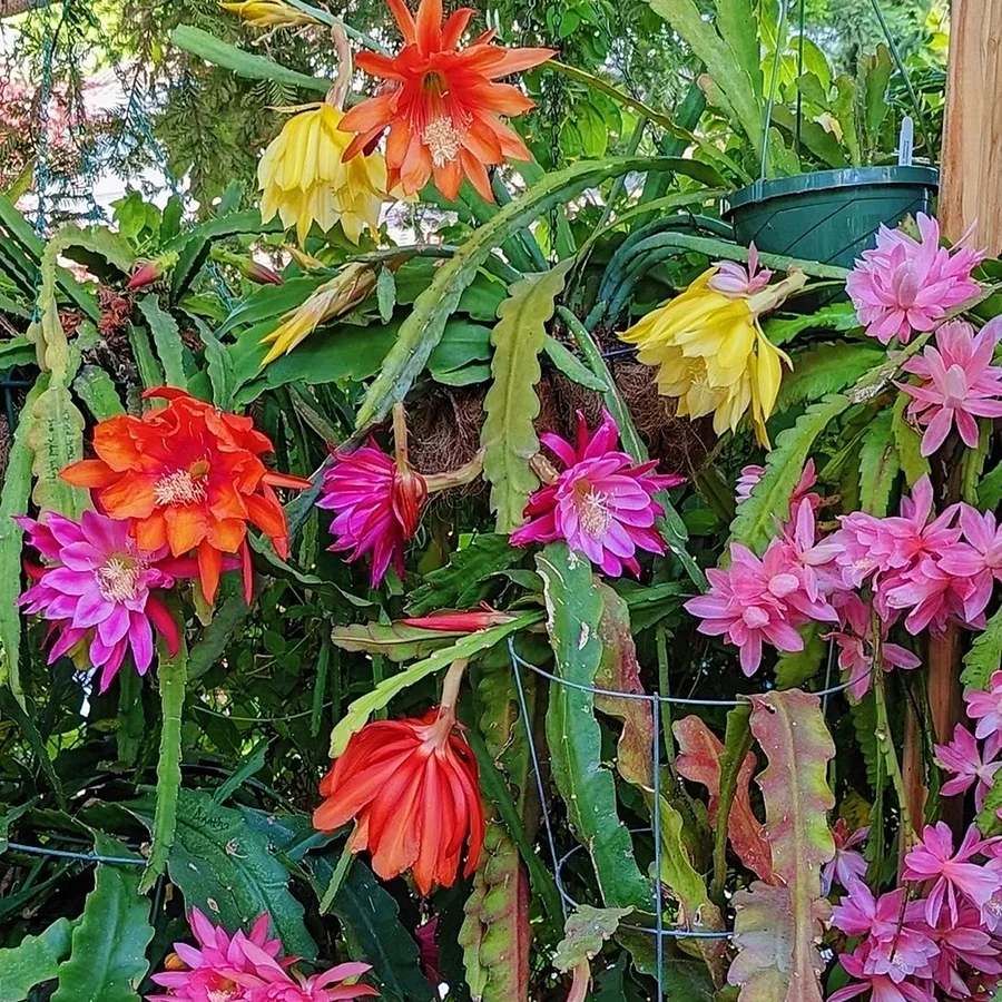 Epiphyllum Orchid Cactus Seeds