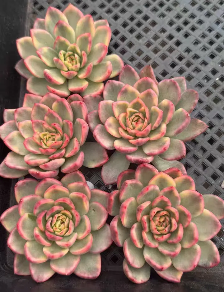 plant Aeonium Echeveria Haworthia  Caudex  Lithops Cactus  Agave 