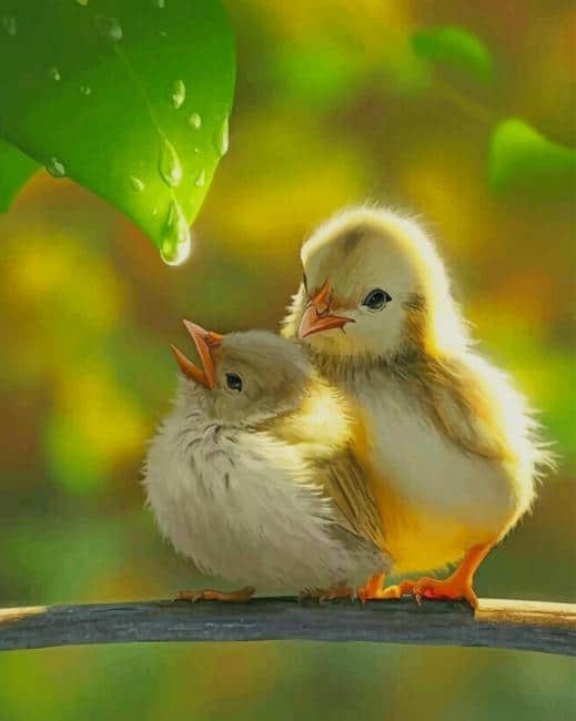 

Cute Birds – Paint By Numbers - 40*50CM, 501 Original