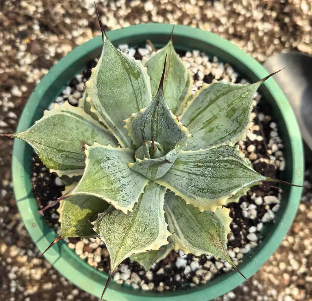 plant Aeonium Echeveria Haworthia  Caudex  Lithops Cactus  Agave 