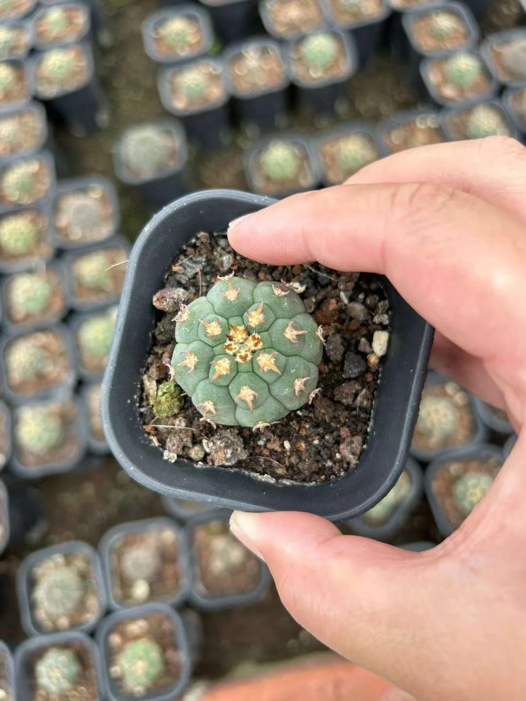 plant Aeonium Echeveria Haworthia  Caudex  Lithops Cactus  Agave 