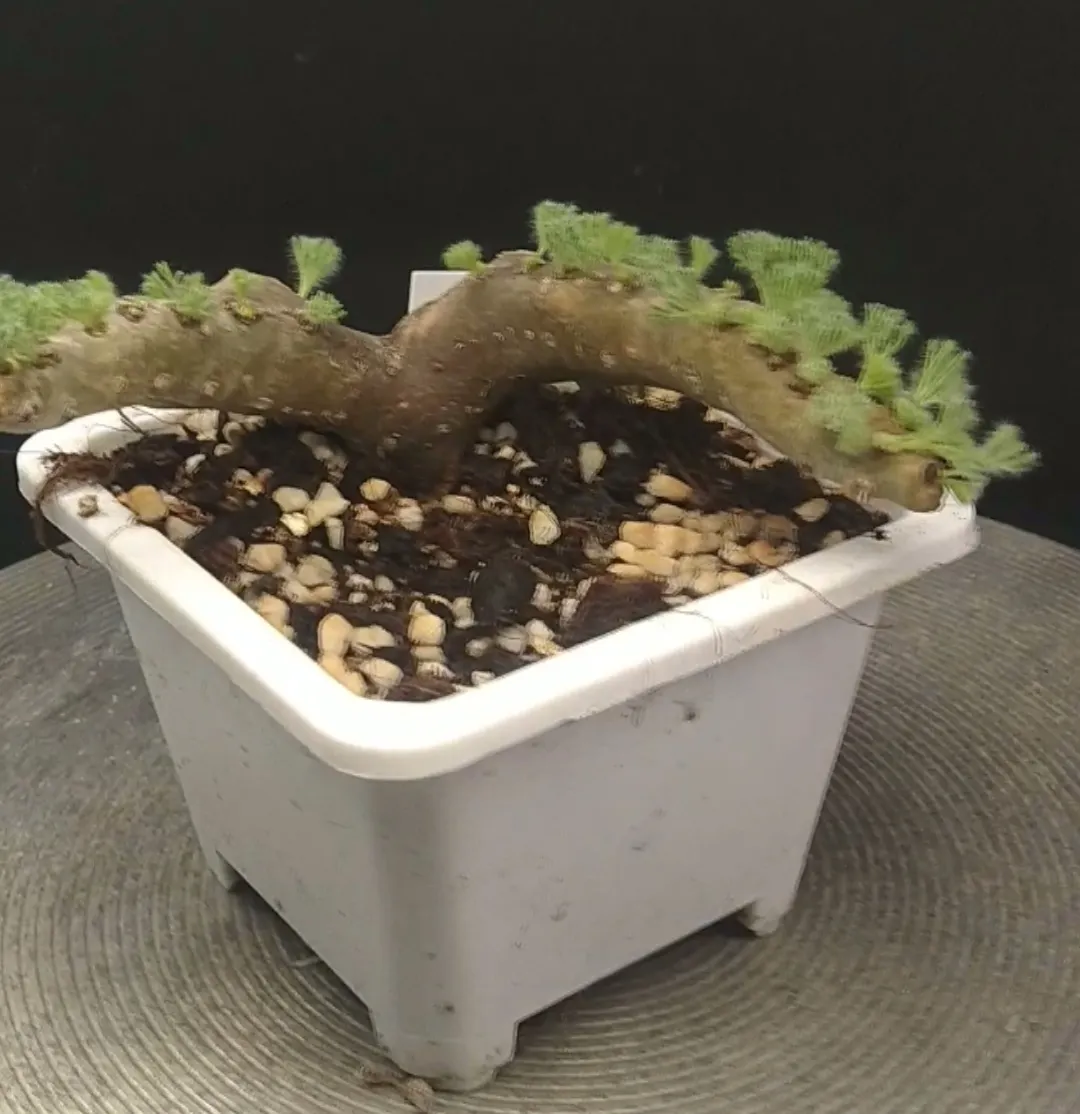 plant Aeonium Echeveria Haworthia  Caudex  Lithops Cactus  Agave 