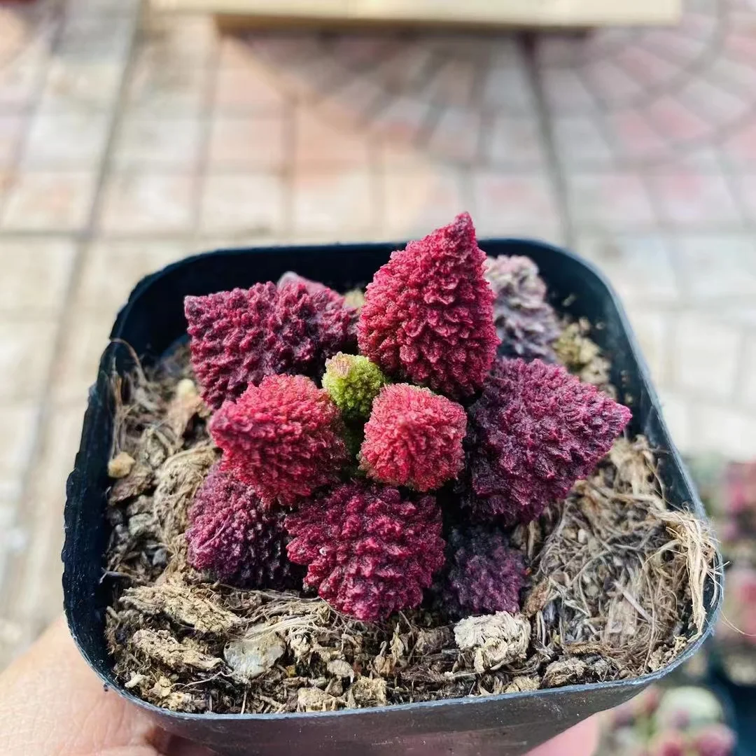 plant Aeonium Echeveria Haworthia  Caudex  Lithops Cactus  Agave 