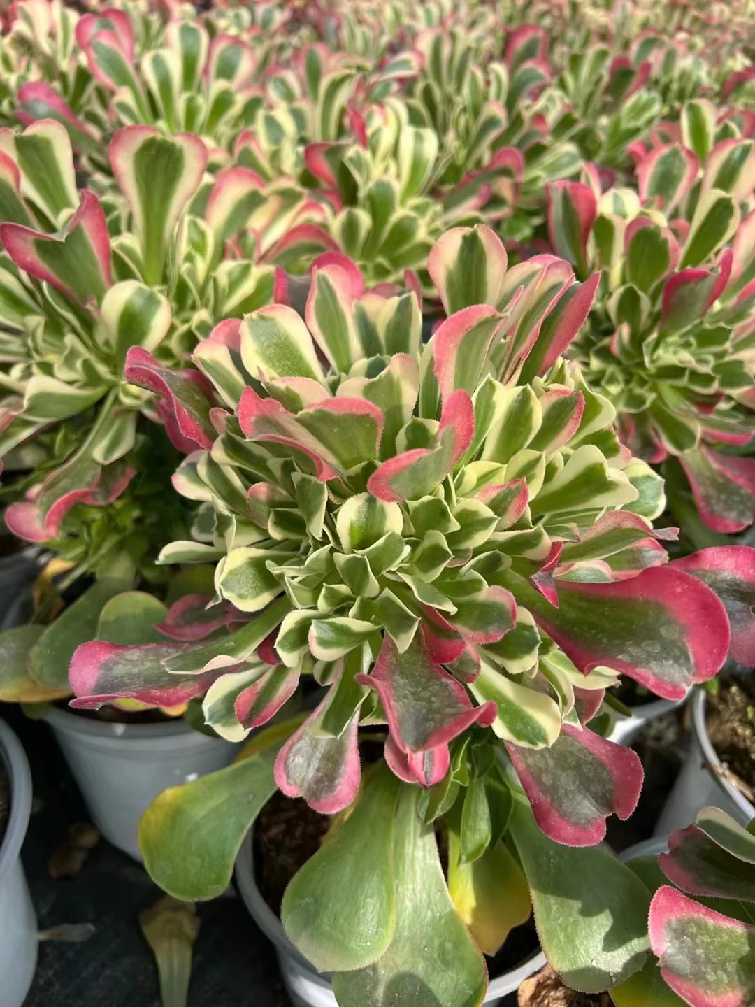 plant Aeonium Echeveria Haworthia  Caudex  Lithops Cactus  Agave 