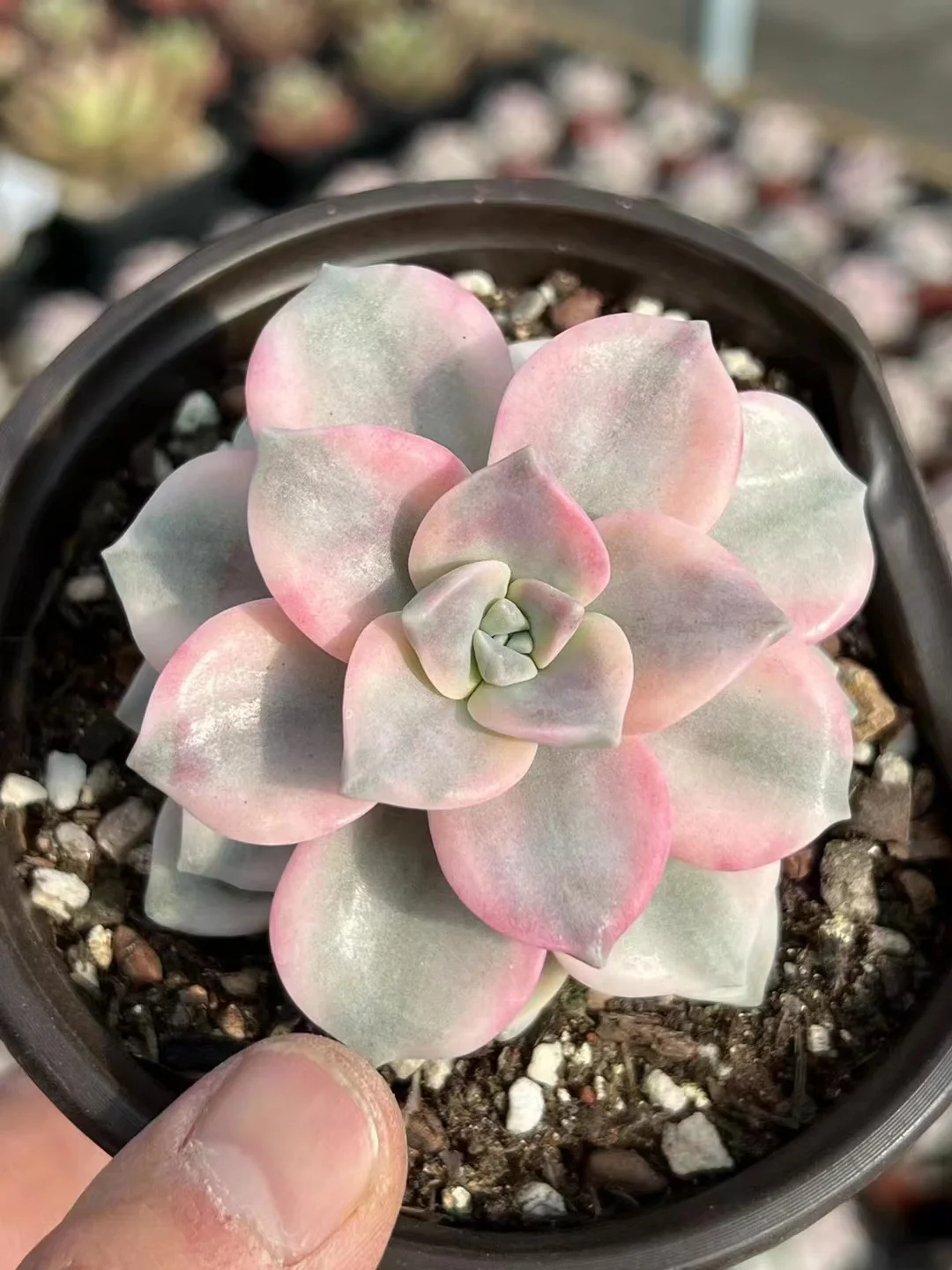 plant Aeonium Echeveria Haworthia  Caudex  Lithops Cactus  Agave 