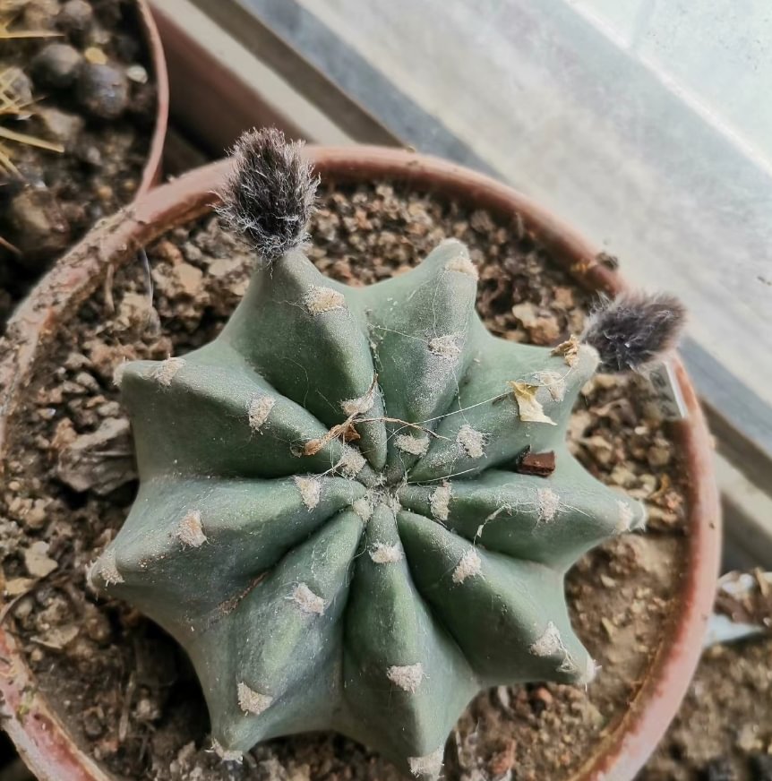 plant Aeonium Echeveria Haworthia  Caudex  Lithops Cactus  Agave 