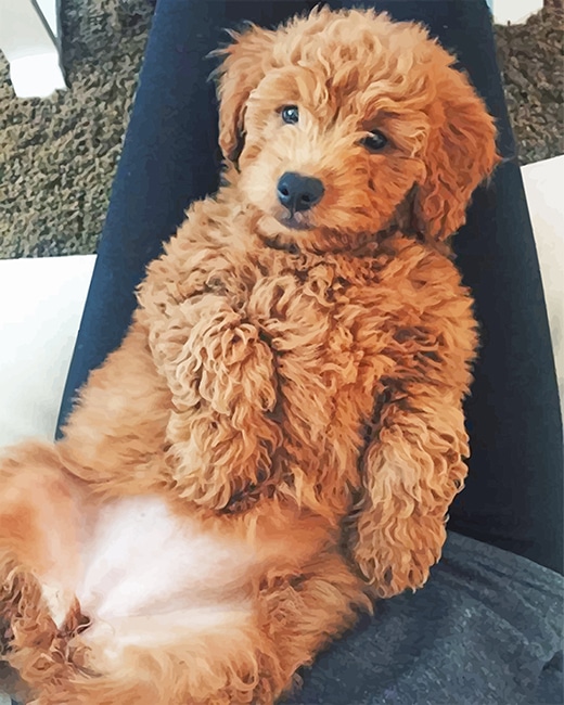 

Cockapoo Dog – Paint By Numbers - 40*50CM, 501 Original