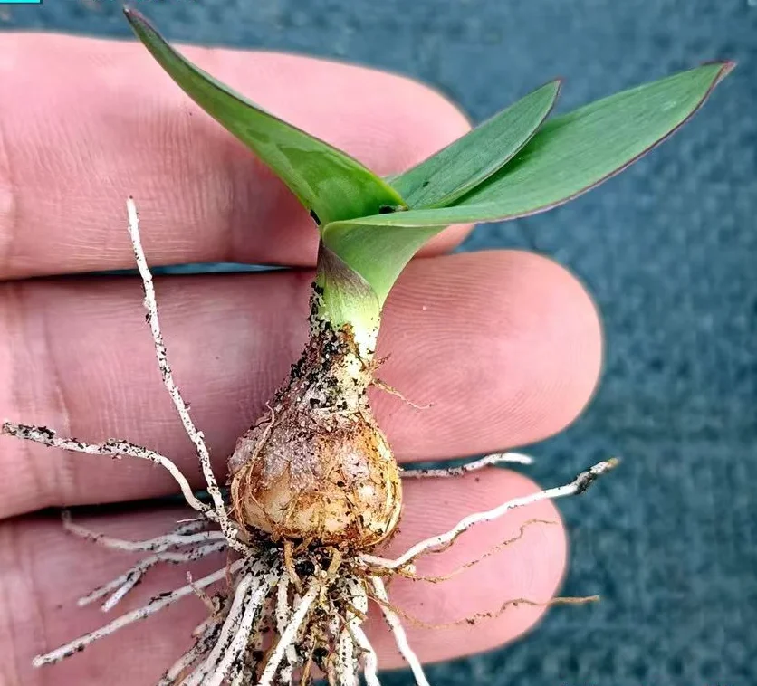 plant Aeonium Echeveria Haworthia  Caudex  Lithops Cactus  Agave 