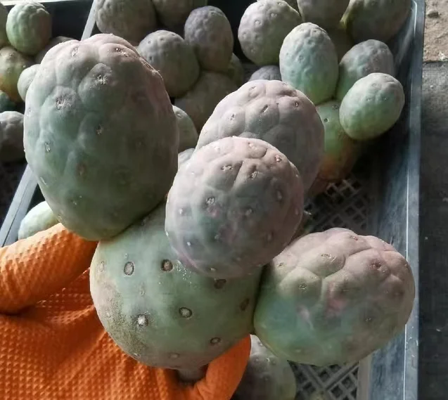 plant Aeonium Echeveria Haworthia  Caudex  Lithops Cactus  Agave 