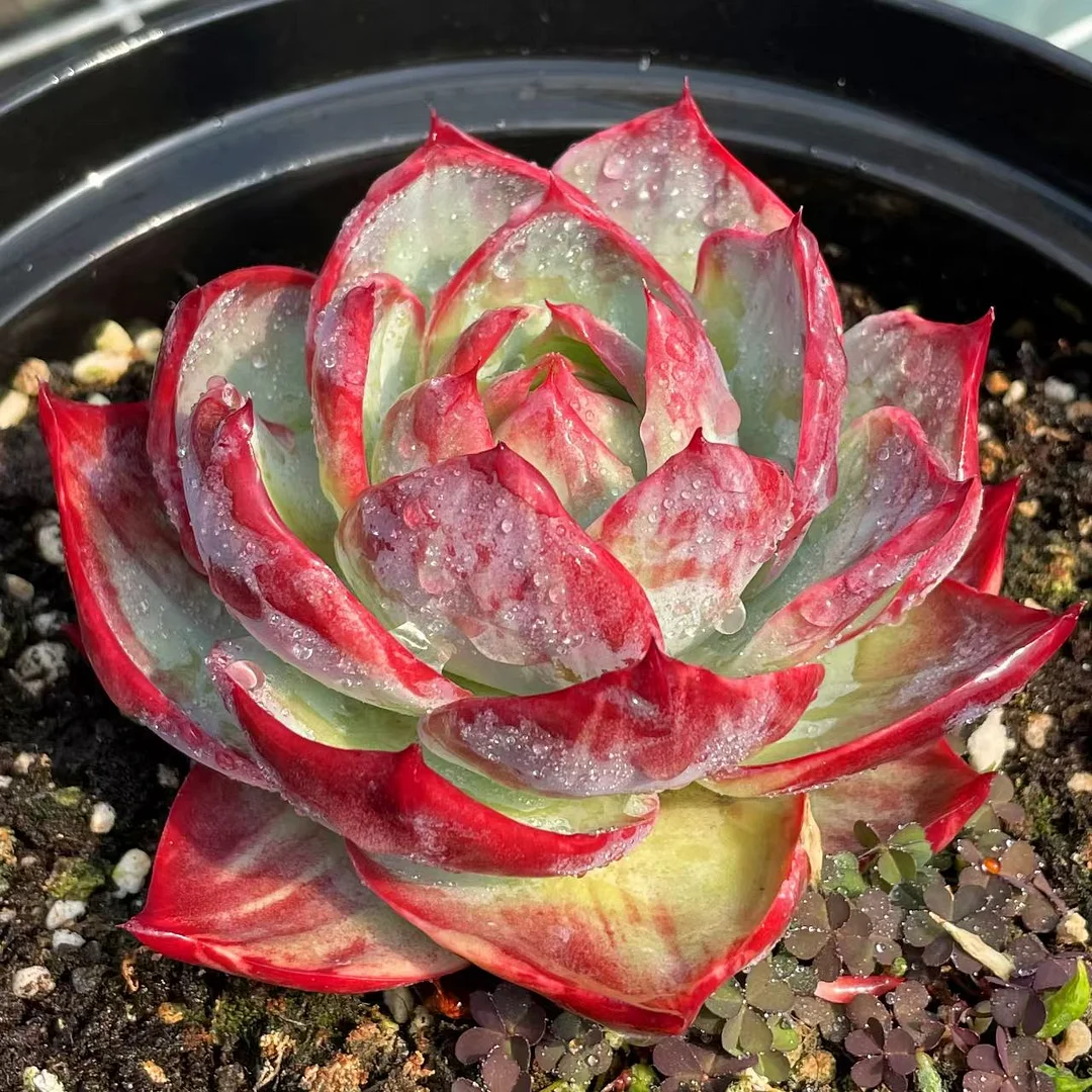 plant Aeonium Echeveria Haworthia  Caudex  Lithops Cactus  Agave 