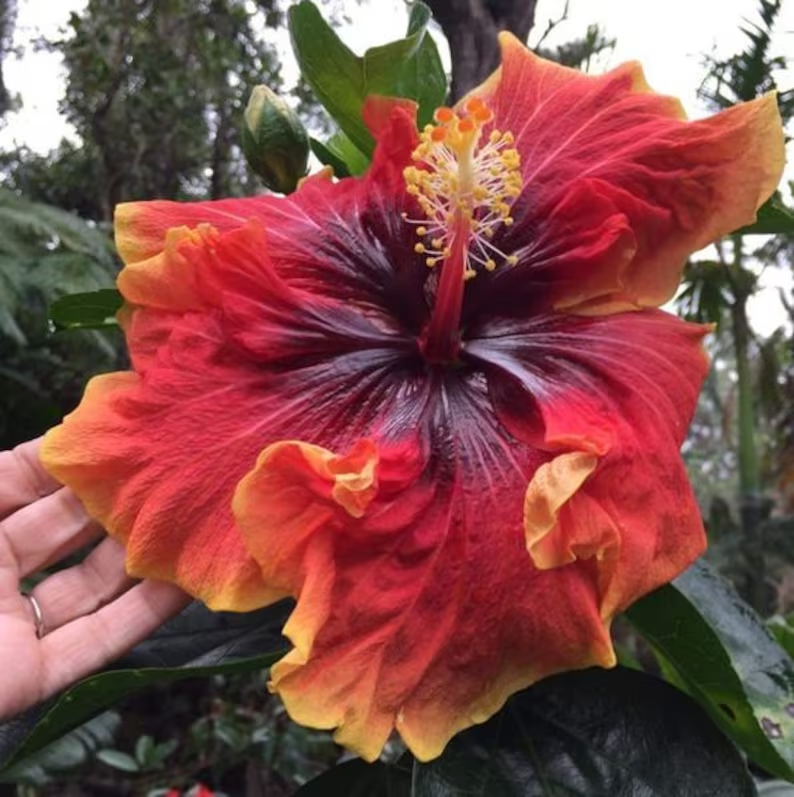 Beautiful Cosmic Dancer Hibiscus