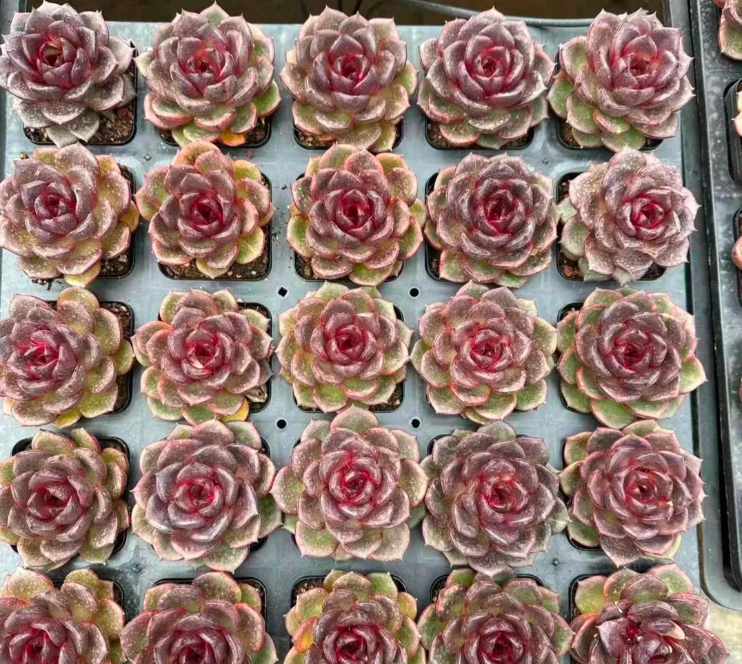 plant Aeonium Echeveria Haworthia  Caudex  Lithops Cactus  Agave 