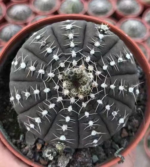 plant Aeonium Echeveria Haworthia  Caudex  Lithops Cactus  Agave 