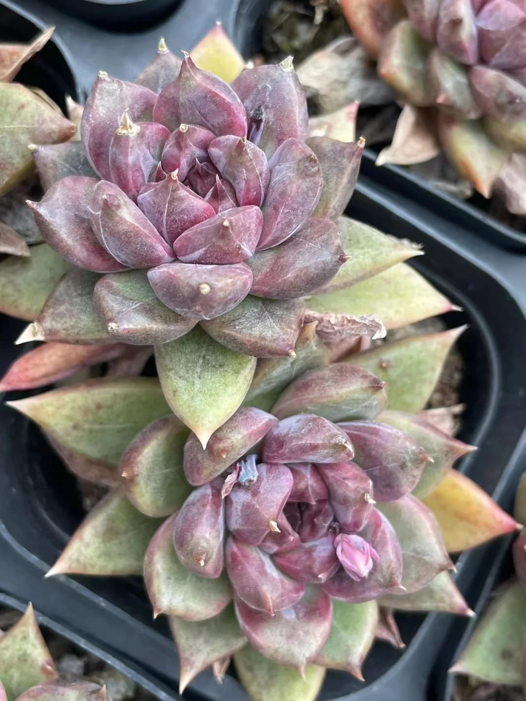 722. Zi wei  singel head  and cluster / Echeveria / Succulent plants / Garden landscape / Carefully select healthy plants