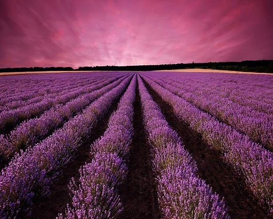 

Large Lavender Field – Paint By Numbers - 40*50CM, 501 Original