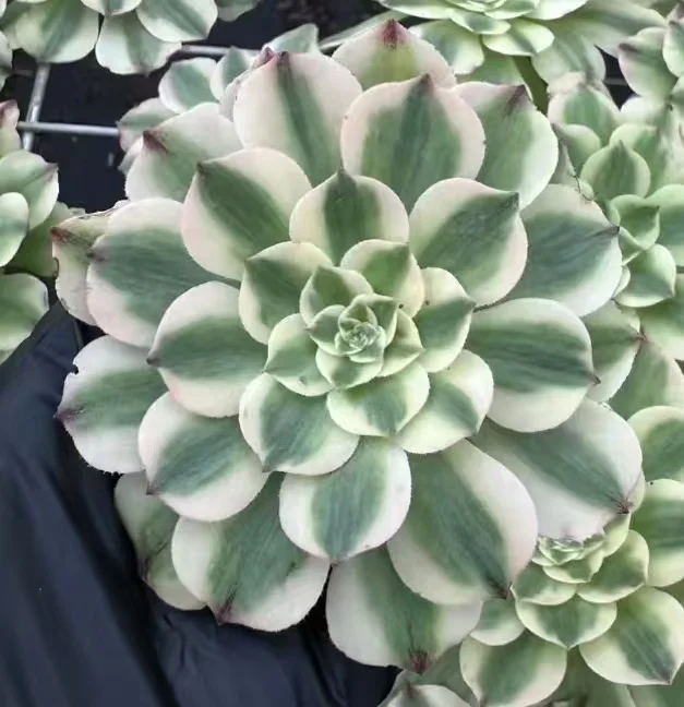 plant Aeonium Echeveria Haworthia  Caudex  Lithops Cactus  Agave 