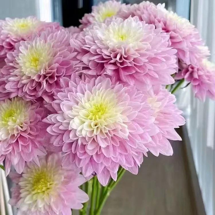 Aster chinensis 'Pink Tower' Seeds