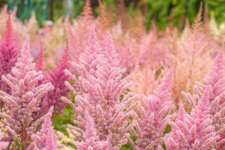 Astilbe 'Erica' (Arendsii Hybrid)