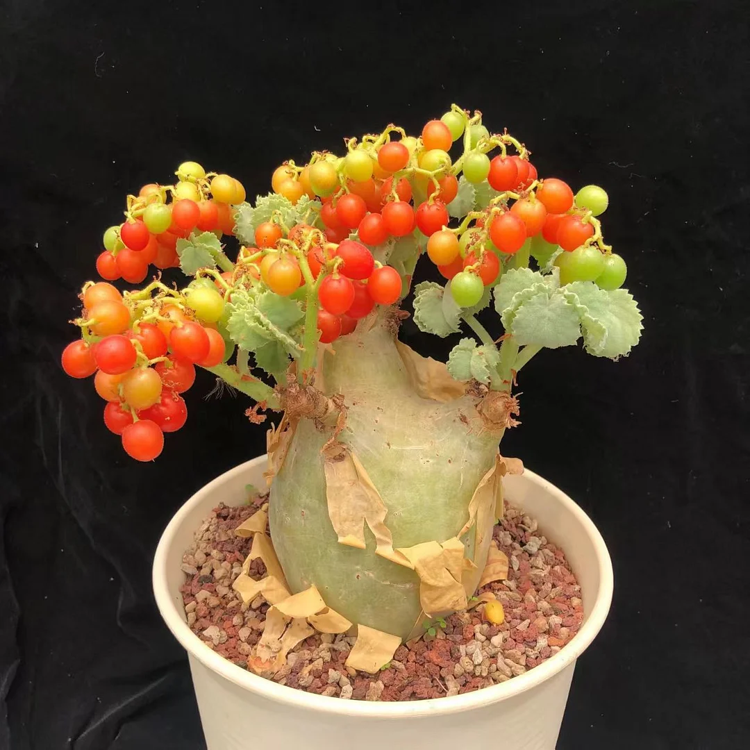 plant Aeonium Echeveria Haworthia  Caudex  Lithops Cactus  Agave 
