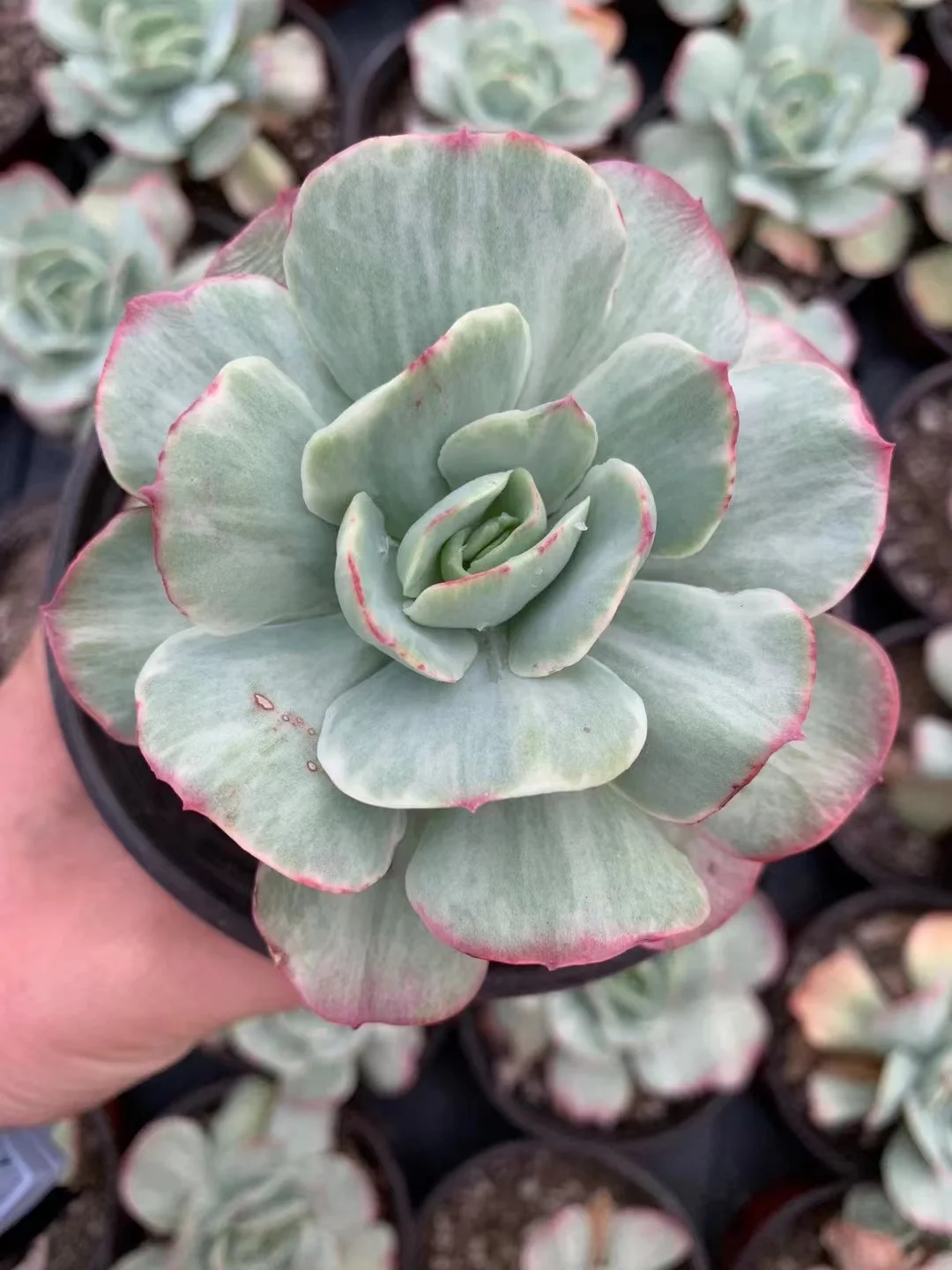 487.Echeveria  Peach Pride var. single head 4-5cm/ Echeveria / Succulent plants / Garden landscape / Carefully select healthy plants