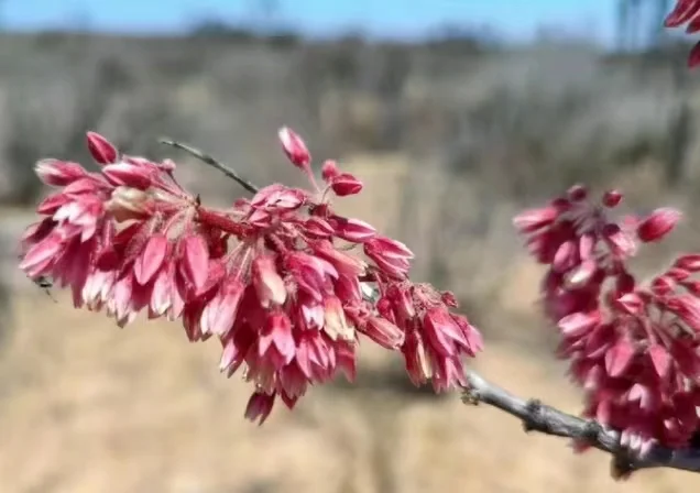 plant Aeonium Echeveria Haworthia  Caudex  Lithops Cactus  Agave 