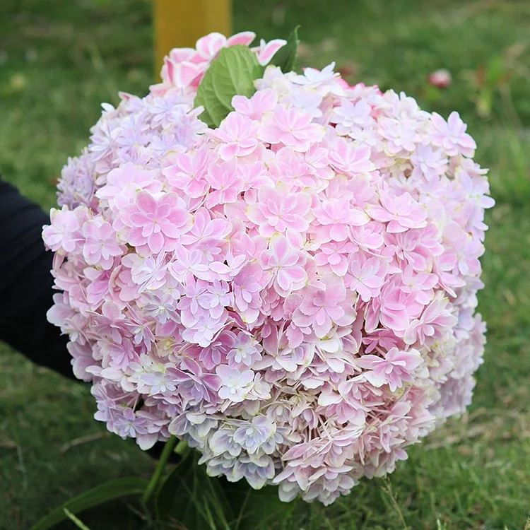 🔥Last Day Sale - 60% OFF🌺Hydrangea Seed Bonsai Flower Seeds