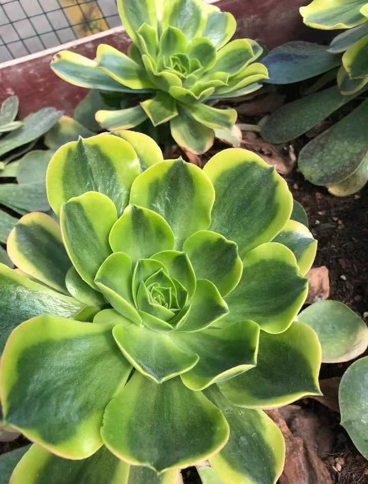 plant Aeonium Echeveria Haworthia  Caudex  Lithops Cactus  Agave 