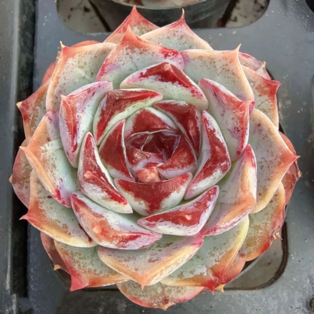 plant Aeonium Echeveria Haworthia  Caudex  Lithops Cactus  Agave 