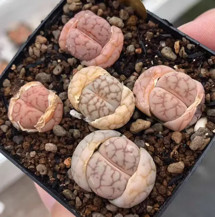 plant Aeonium Echeveria Haworthia  Caudex  Lithops Cactus  Agave 