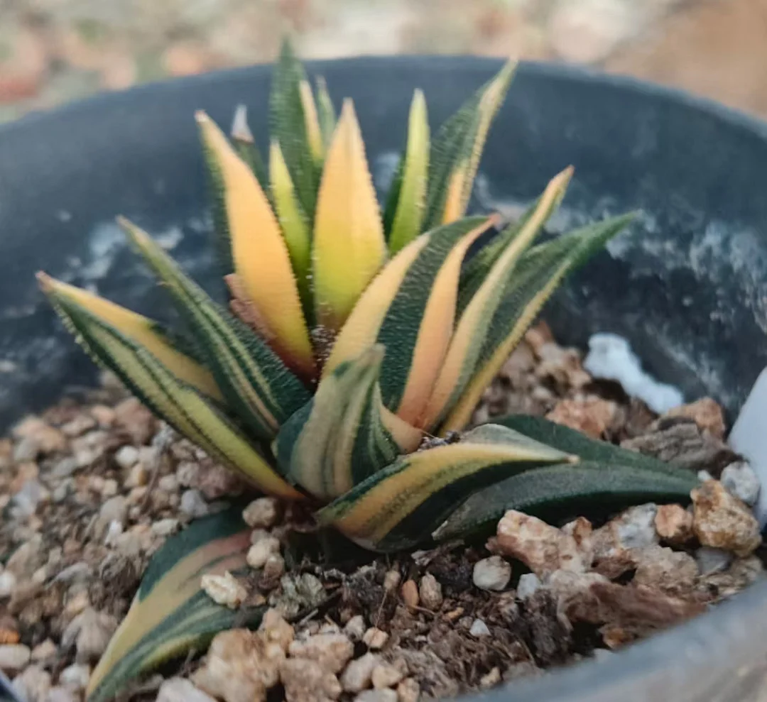 onestock.Haworthia Tortuosa F Alba Variegated  4cm/ Haworthia/ Succulent plants / Garden landscape / Carefully select healthy plants