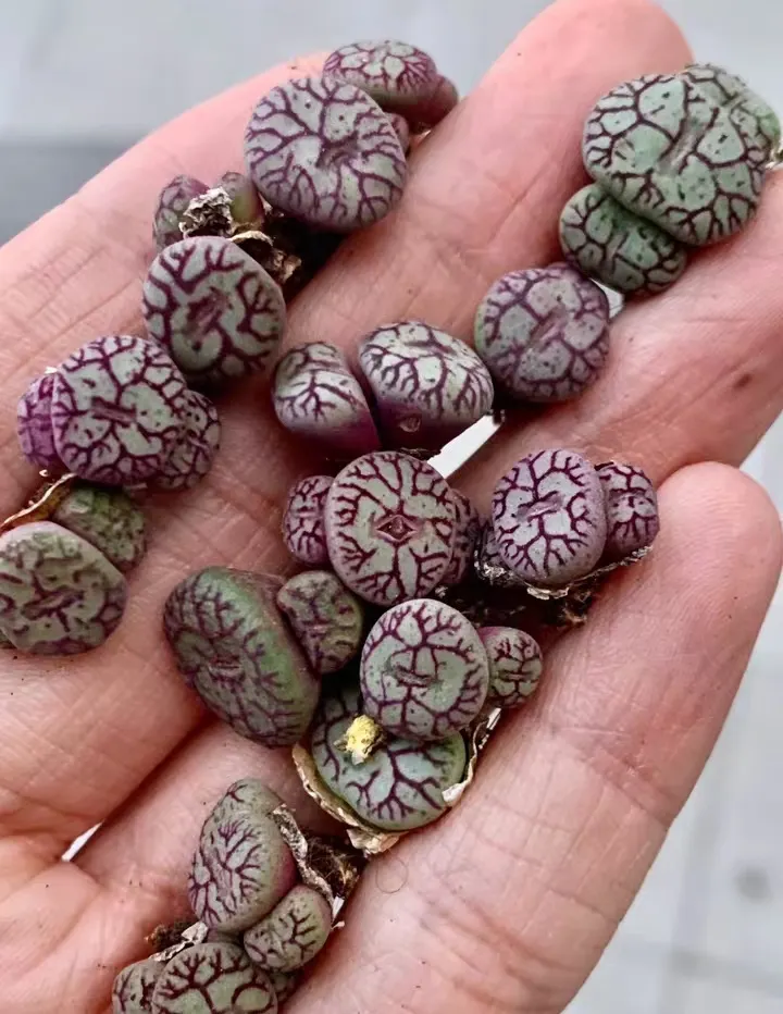 plant Aeonium Echeveria Haworthia  Caudex  Lithops Cactus  Agave 