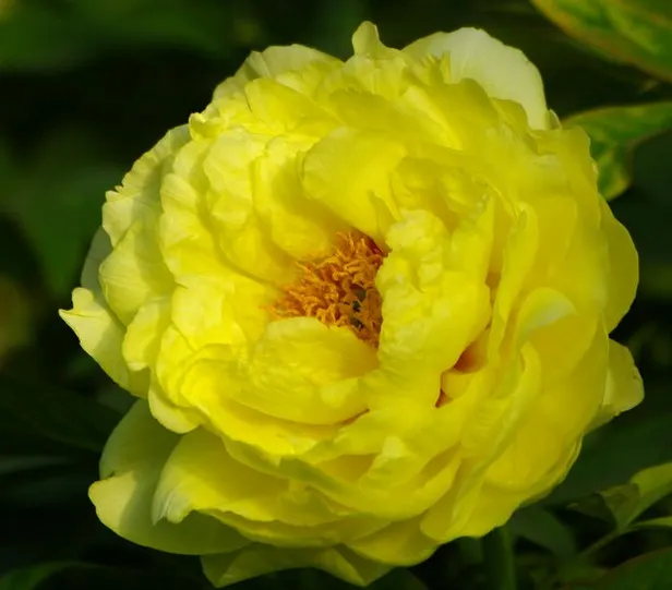 Colorful Peony Flower-Over 7 Colors
