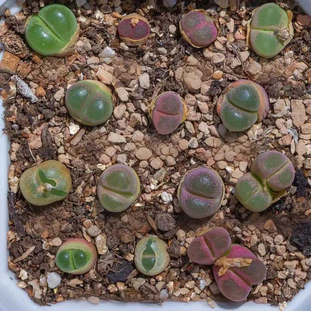 plant Aeonium Echeveria Haworthia  Caudex  Lithops Cactus  Agave 