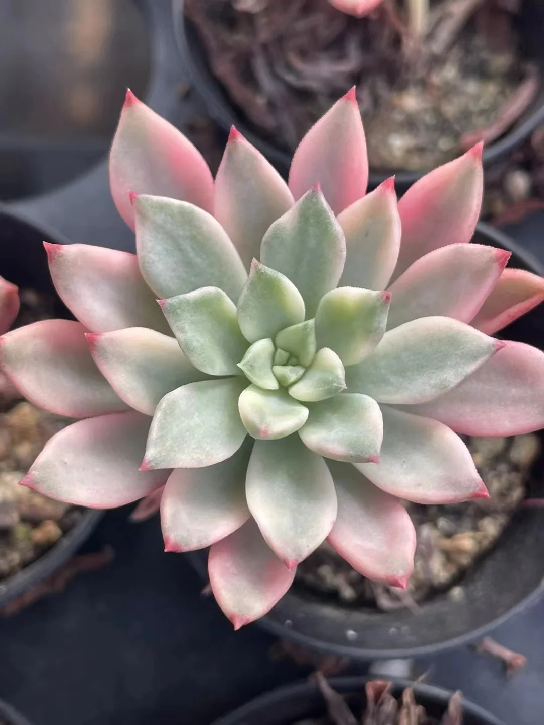 762.  Emerald var.  single head  4-5cm / Echeveria / Succulent plants / Garden landscape / Carefully select healthy plants