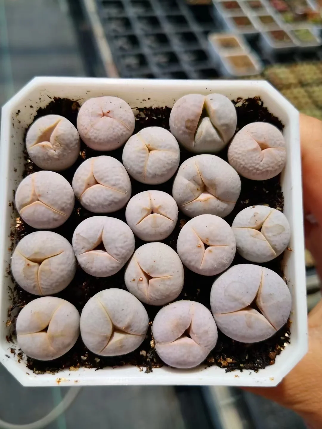 881.   Golf Benz single head 1-1.3cm / Lithops and Conophytum  /  Succulent plants / Garden landscape / Carefully select healthy plants