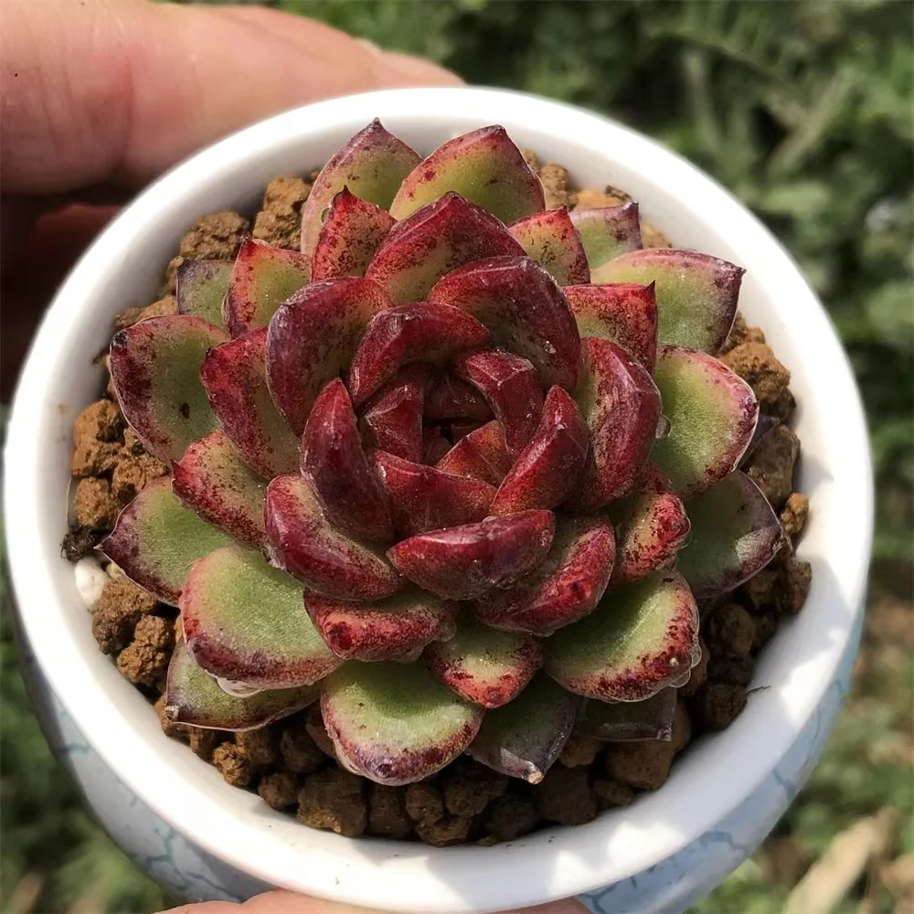 397. Black crystal rose single head 5-6cm/ Echeveria / Succulent plants/ Succulent plants / Garden landscape / Carefully select healthy plants
