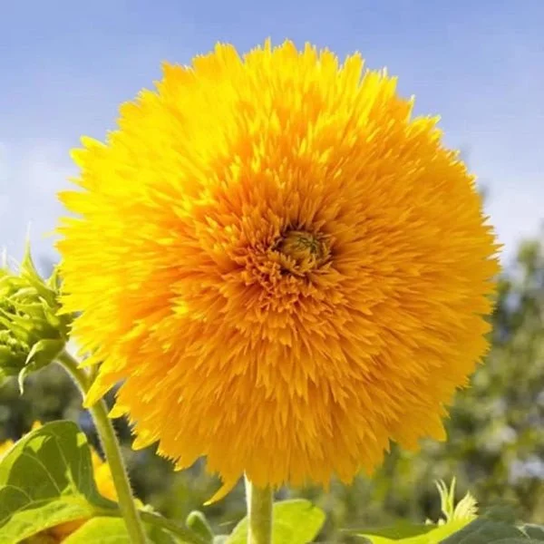 50 Seeds Teddy Bear Sunflower JONY PARK