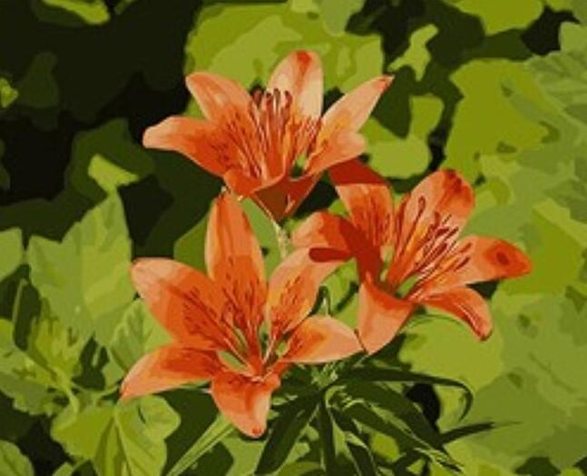 

Orange Lily Flowers – Paint By Numbers - 40*50CM, 501 Original
